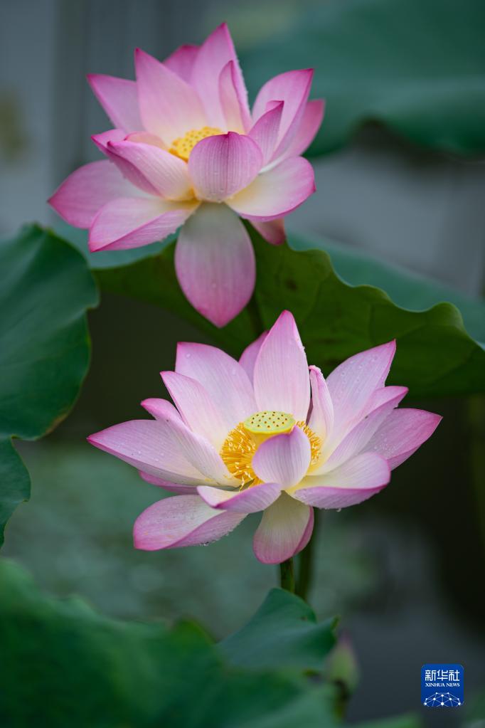 ���ţ�����������