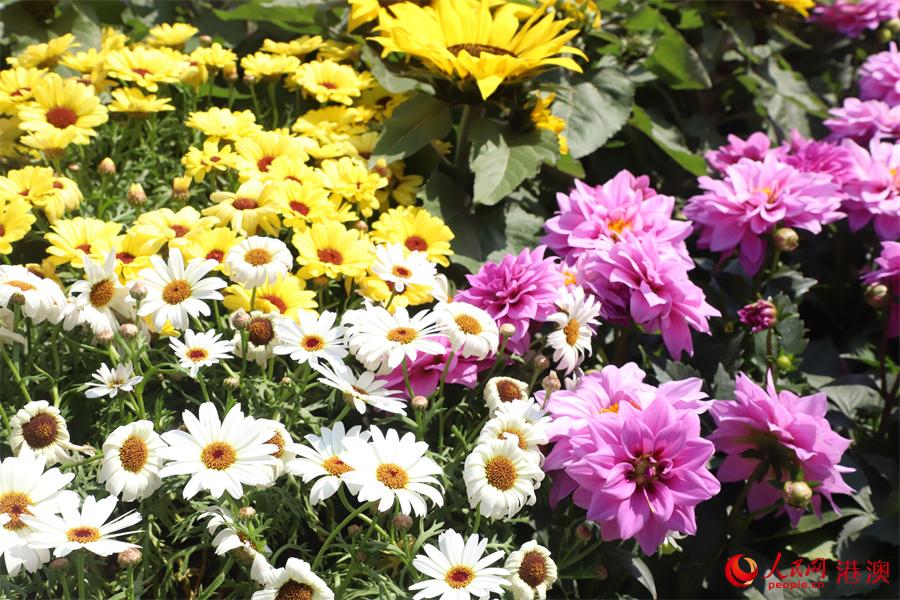 ����չ������ʤ�ա������