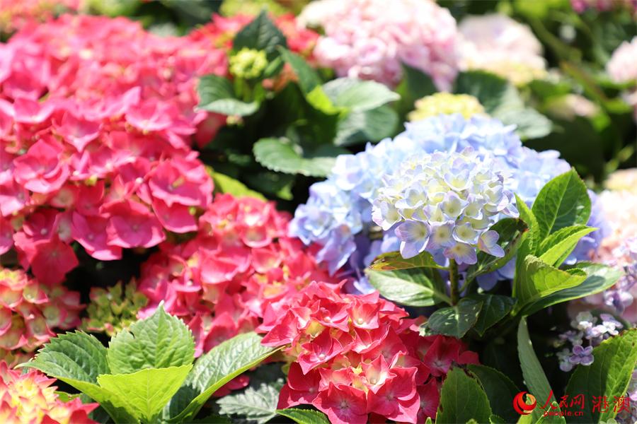 �������⻨Ϊ���򻨡���������