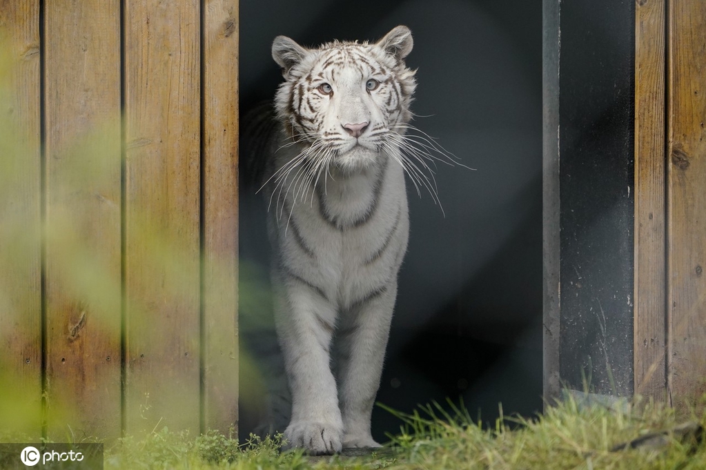 �¹����׻�����̽����Ȼ������