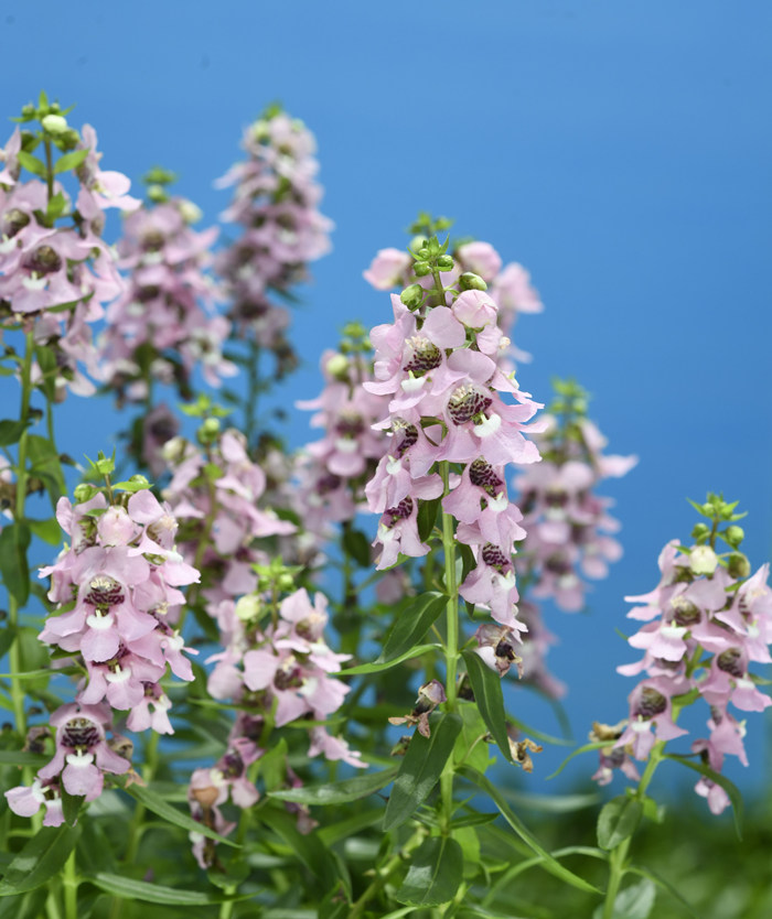 ���ȸ������ʹ��������С�ɶ��أ���ζ���·��㡣��������������ּ��Ļ�������ͼ