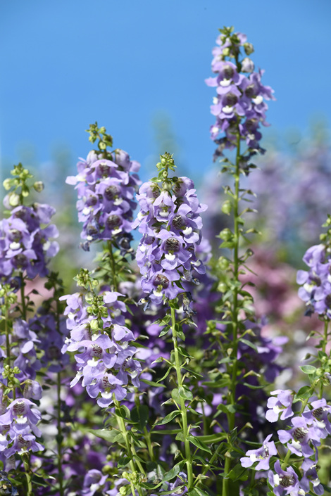 ���ȸ�Ļ���ϸС���£���֦�����¶������ţ������������������������ּ��Ļ�������ͼ