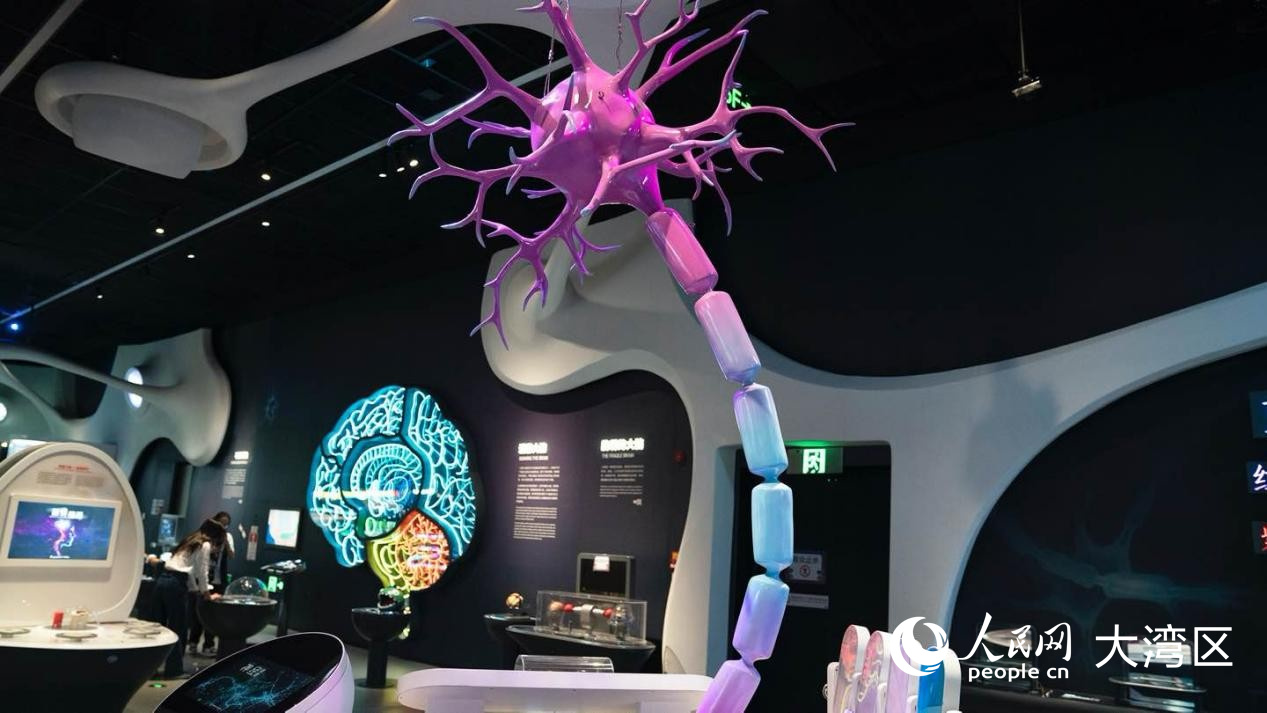 巨大的神经元模型。 人民网 俄布拉依摄