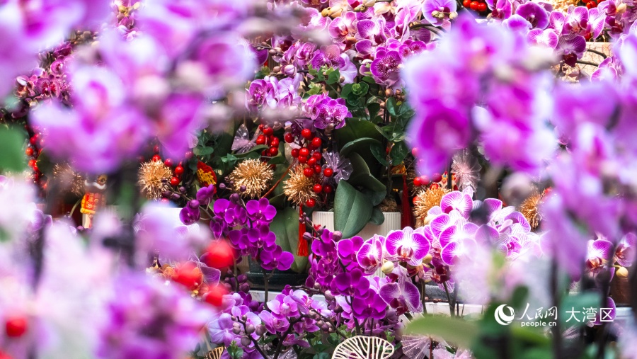 蝴蝶兰是香港年宵市场的“主角”年花之一。人民网 吴宇扬扬摄