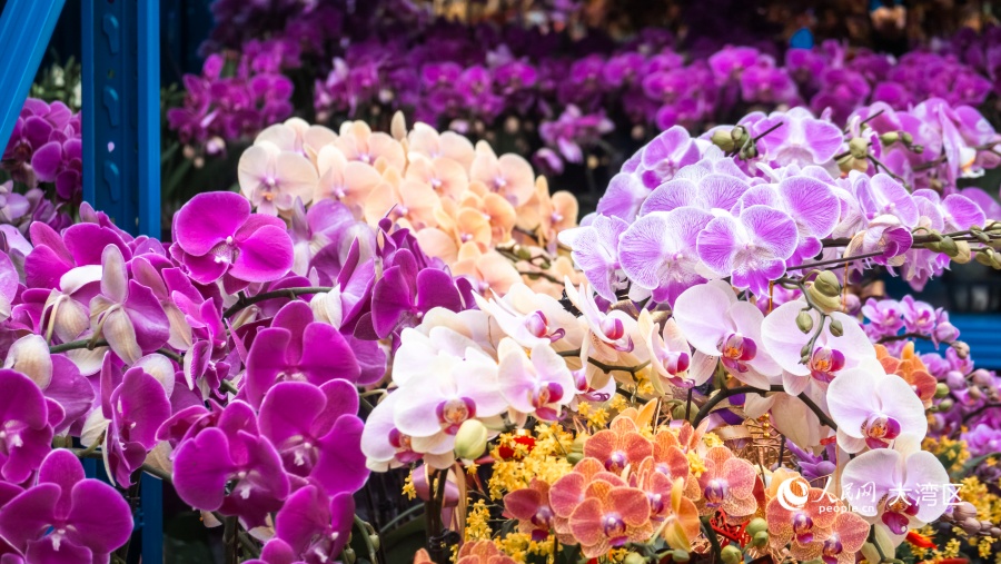蝴蝶兰造型各异，争奇斗艳。人民网 吴宇扬扬摄