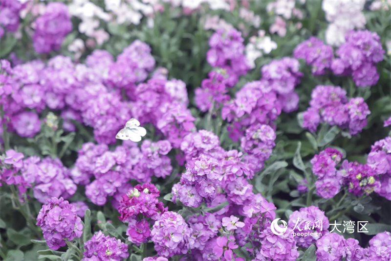 蝴蝶在花卉中翩翩起舞。人民网实习生向芷菡 摄