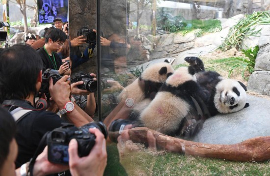   3月21日，在香港海洋公园，“港产”大熊猫龙凤胎宝宝趴在妈妈“盈盈”怀中吃奶。新华社记者 陈铎 摄