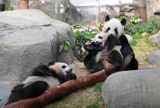   3月21日，在香港海洋公园，大熊猫“盈盈”和龙凤胎宝宝在一起。新华社记者 陈铎 摄