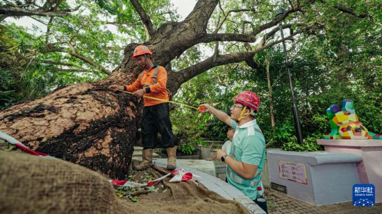 9月29日，中国建筑社区应急义工队的工人对大叶合欢古树展开扶正工作。新华社发