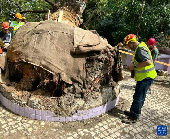 9月30日，中国建筑社区应急义工队的工人对大叶合欢古树展开扶正工作。新华社发