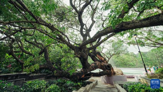 这是9月29日在香港九龙公园拍摄的被超强台风“桦加沙”刮倒的大叶合欢古树。新华社发