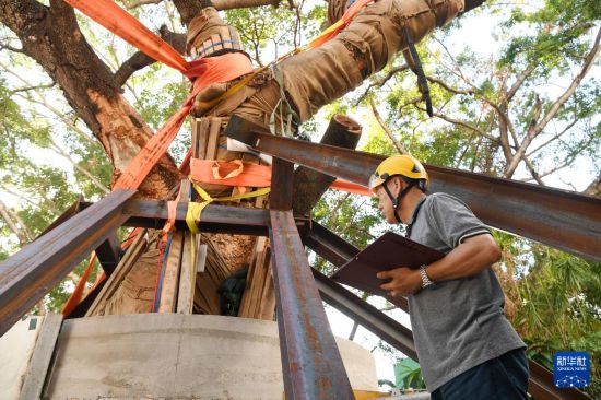 10月14日，香港古树管理专家林妙成在九龙公园勘察大叶合欢古树的情况。新华社记者 陈铎 摄