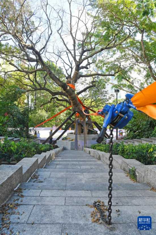 这是10月14日在香港九龙公园拍摄的大叶合欢古树。新华社记者 陈铎 摄